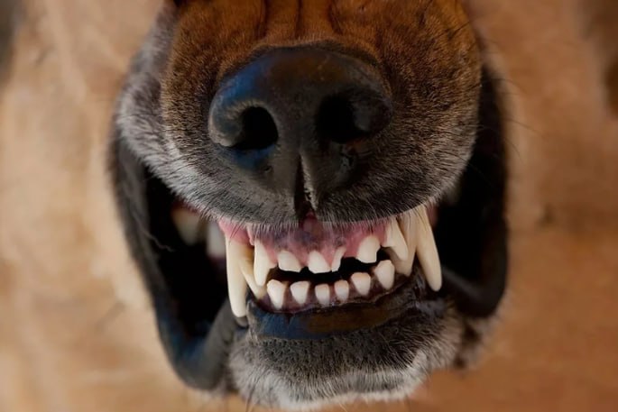 «Шалость» собаки обошлась её хозяину в 100 тыс