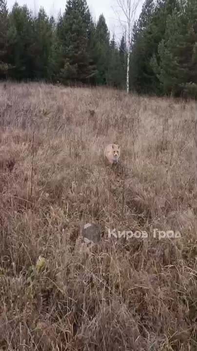 Лисы поселились прямо в деревне