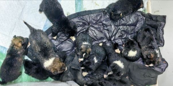 В Котельниче зоозащитники заявили об очередном случае жестокого обращения с животными