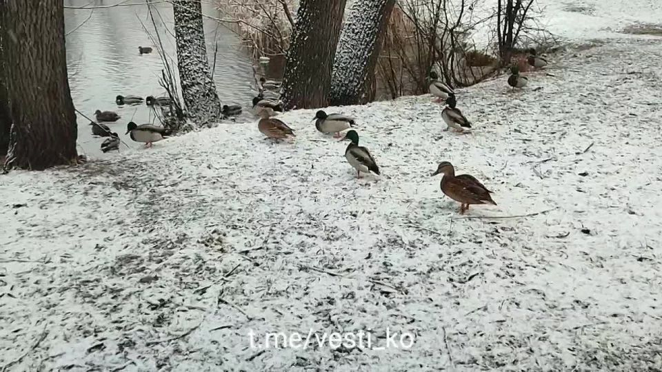 Киров сегодня с раннего утра заваливает снегом
