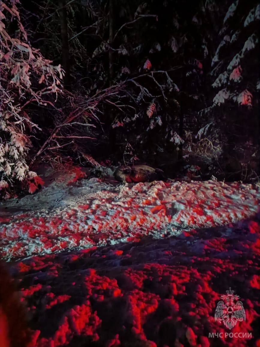 В Сунском районе водитель сбил лося В Сунском районе водитель сбил лося