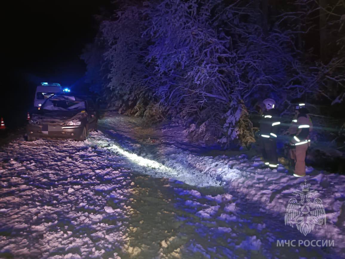 В Сунском районе водитель сбил лося