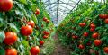 Как добиться рекордного урожая помидоров в теплице: секреты успешного садоводства