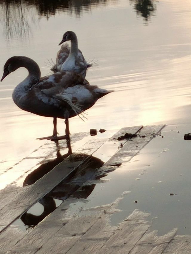 В Уржумском районе будут спасать лебедей, родившихся с редкой патологией В Уржумском районе будут спасать лебедей, родившихся с редкой патологией