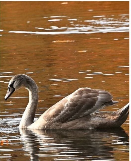 В Уржумском районе будут спасать лебедей, родившихся с редкой патологией В Уржумском районе будут спасать лебедей, родившихся с редкой патологией