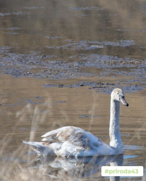 В Уржумском районе будут спасать лебедей, родившихся с редкой патологией
