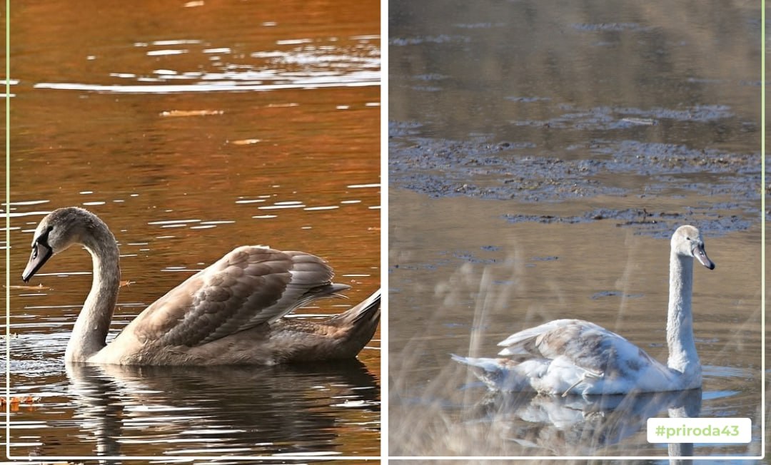 Лебедей с «ангельскими крыльями» из Уржумского района отправят на реабилитацию