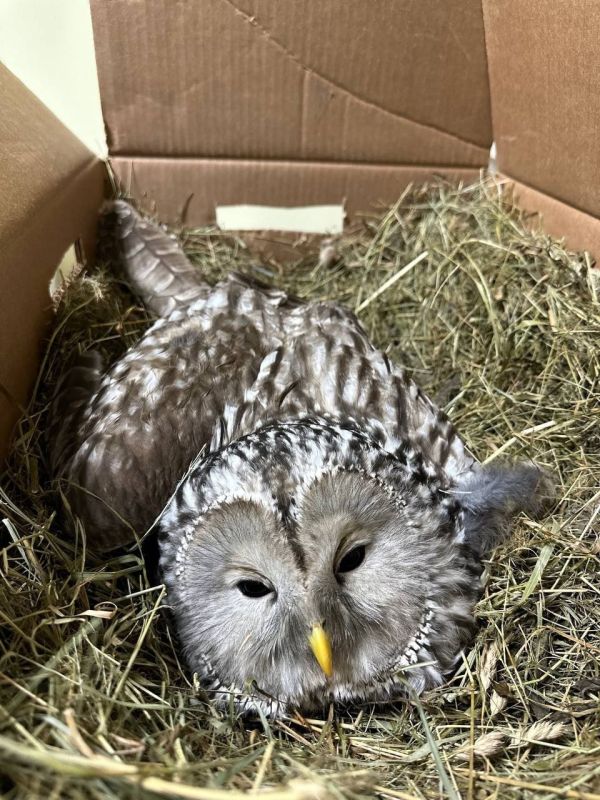 В кировском "Большом гнезде" появились новые пациенты