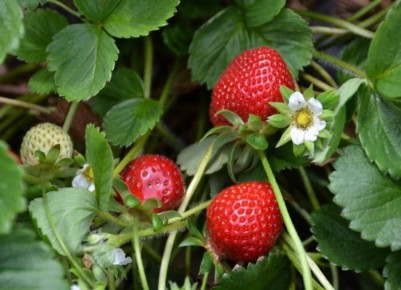 Как правильно утеплять землянику: советы для заботливых садоводов