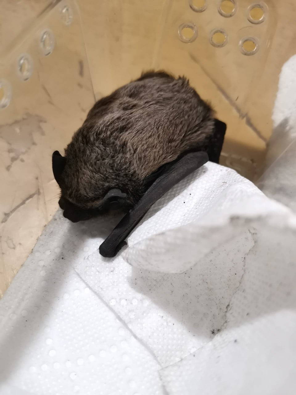 В кировском "Большом гнезде" появились новые пациенты В кировском "Большом гнезде" появились новые пациенты