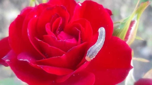 Как эффективно бороться с вредителями в саду: современные решения