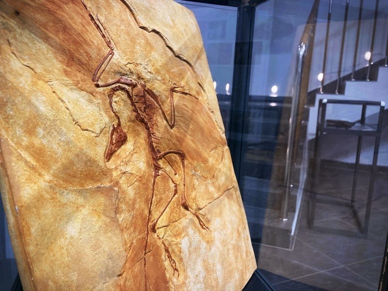 Древние находки из Кировской области представят в Ростове-на-Дону Древние находки из Кировской области представят в Ростове-на-Дону