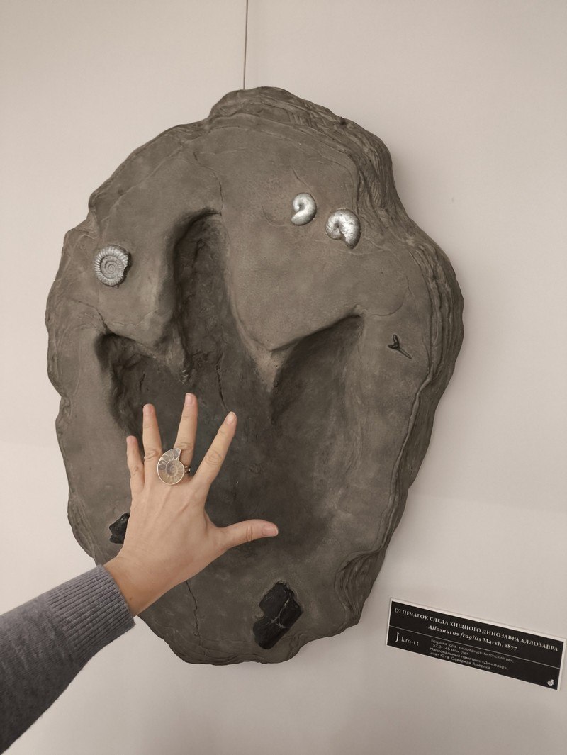 Древние находки из Кировской области представят в Ростове-на-Дону