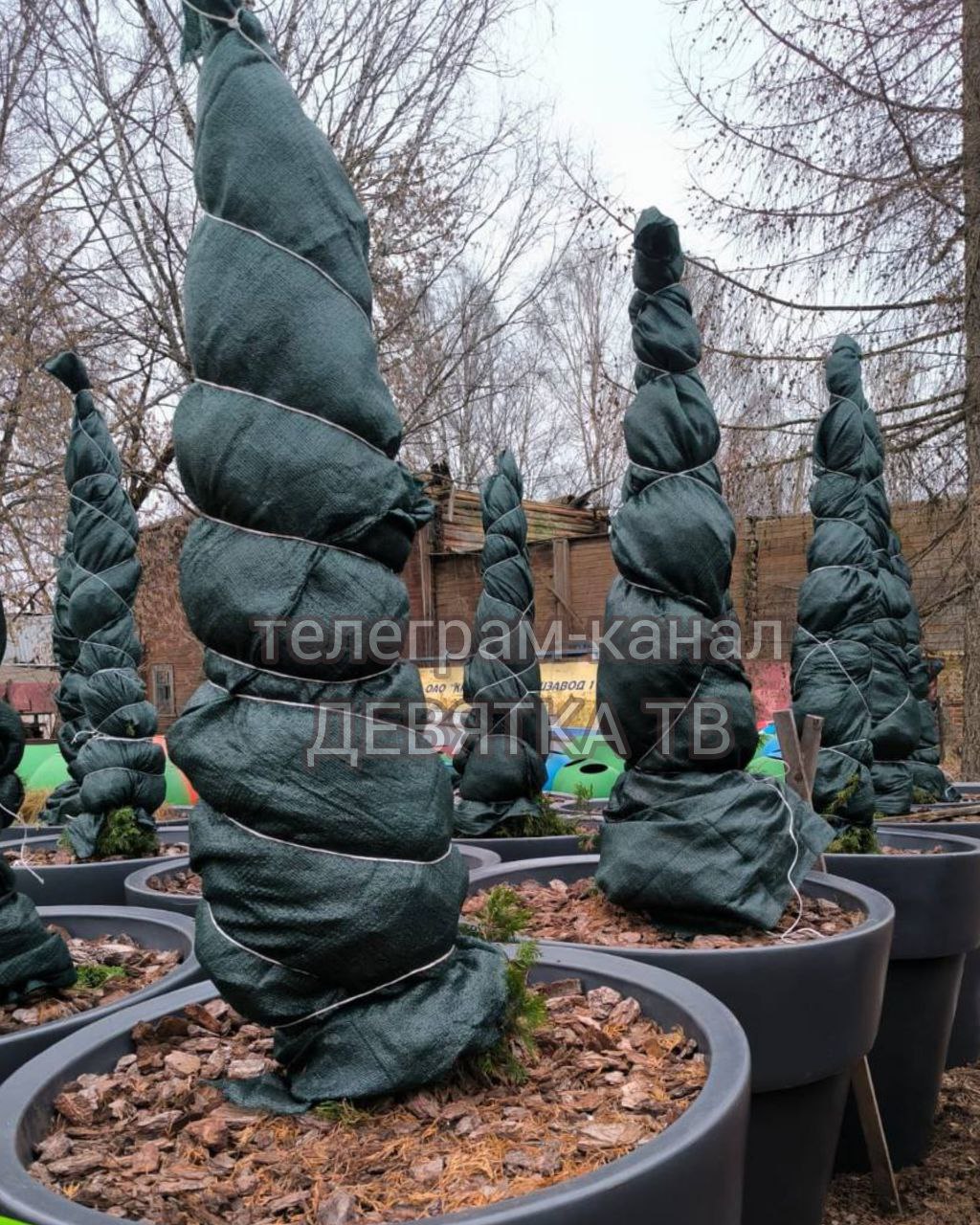 Растения с городских улиц отправили в питомник на зимовку