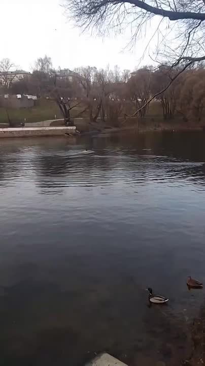 В пруду у цирка снова купальщик