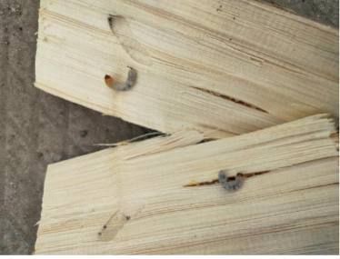 В Кировской области задержали партию заражённой древесины