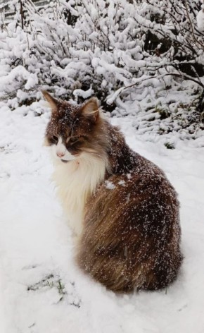 Зимняя осень и осенний котик