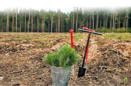 В Кировской области восстановлено более 33 тысяч гектаров леса