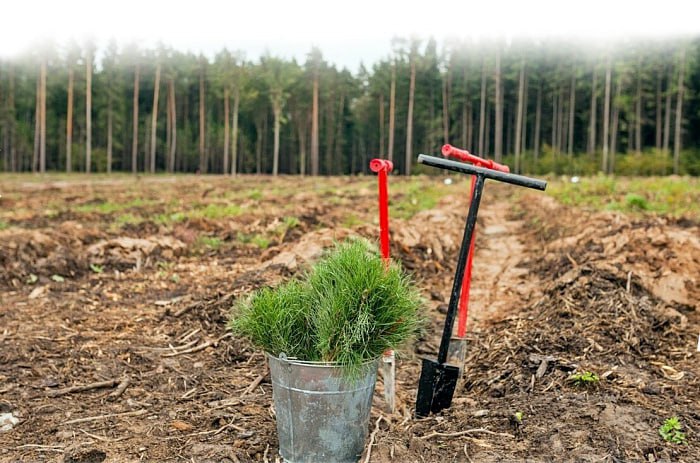 В Кировской области восстановлено более 33 тысяч гектаров леса