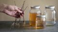 Как легко и быстро укоренить черенки: народные методы, которые работают