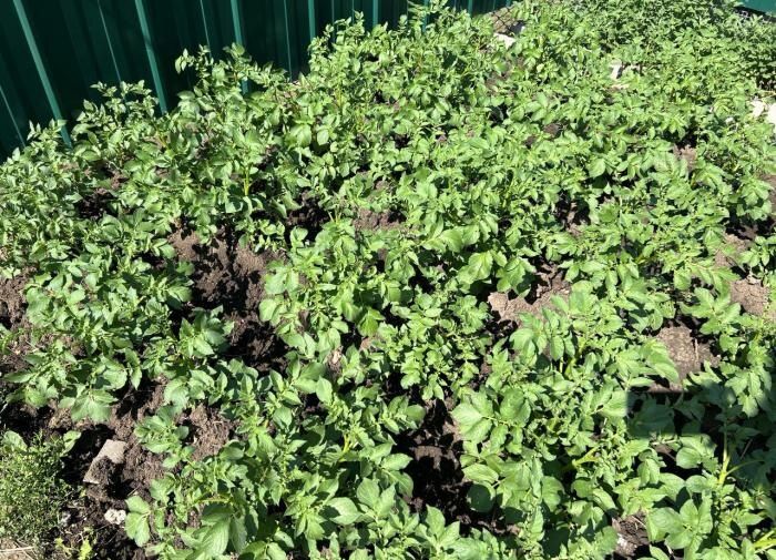 Эко-борьба с колорадским жуком: как защитить картошку без химии