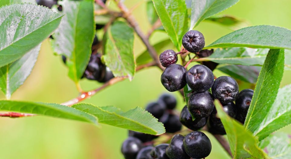 Черноплодная рябина: рецепты заготовок, которые укрепят здоровье этой зимой