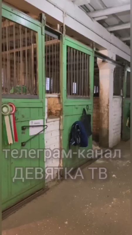 Живые символы наступающего года активно готовятся к праздникам