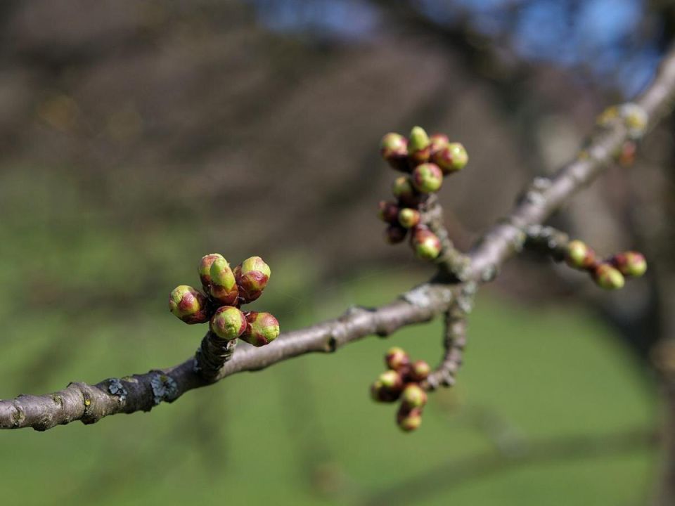 Пробуждение природы: тревожные знаки раннего выхода деревьев из спячки