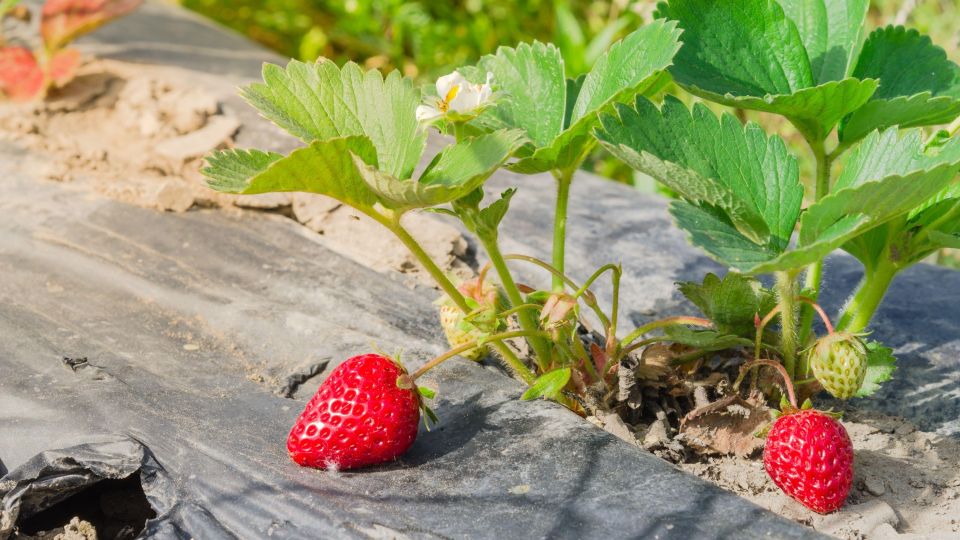 Не вздумайте мульчировать клубнику вот чем: урожая так и не дождетесь