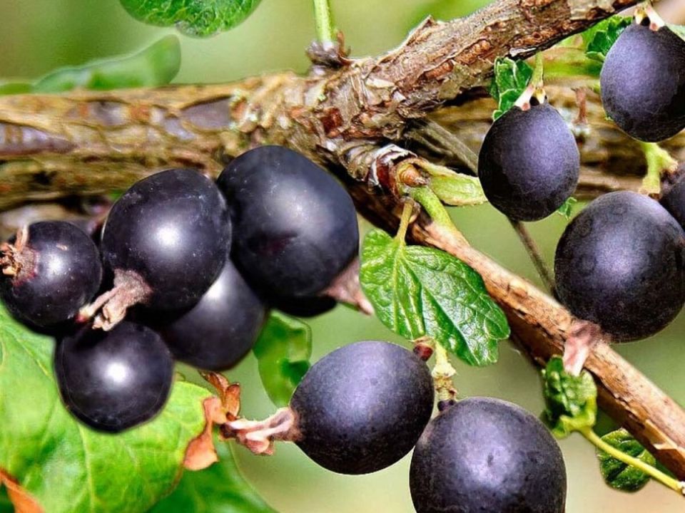 Йошта: необычный гибрид смородины и крыжовника, которому стоит уделить внимание