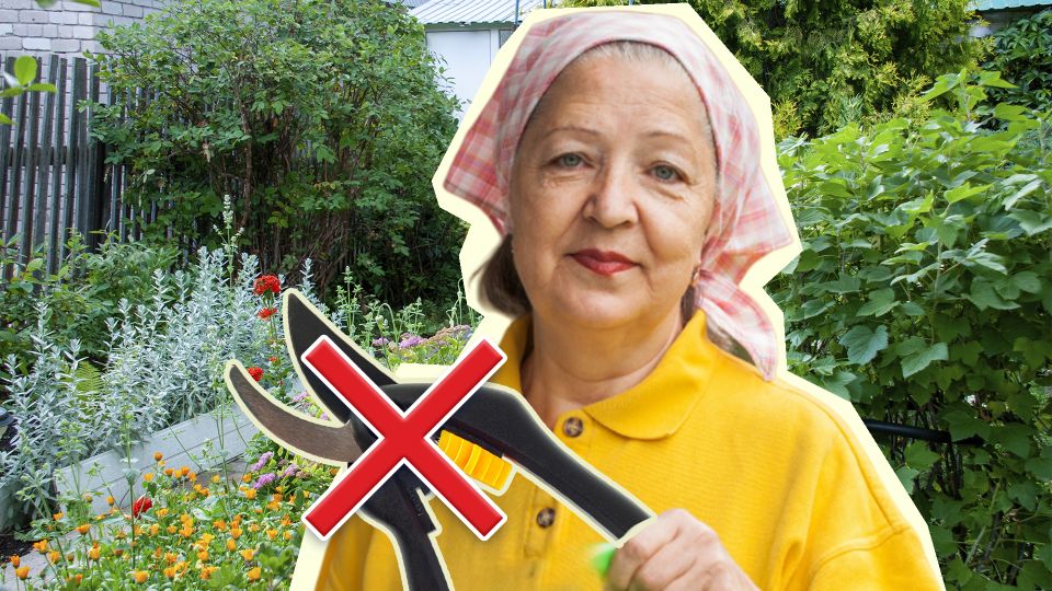 Эти многолетние цветы нельзя обрезать: бутонов летом не дождетесь