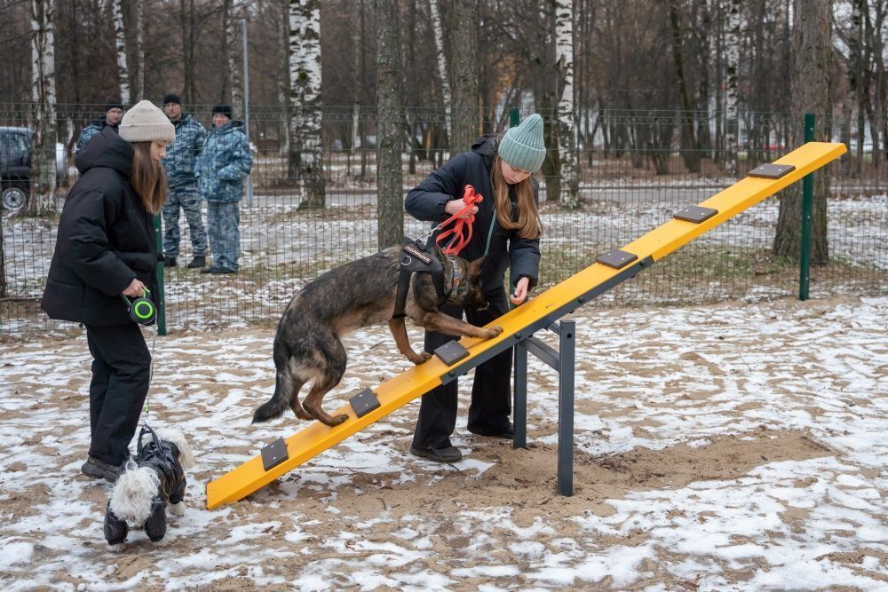 В парке им. Гагарина открылась площадка для выгула собак В парке им. Гагарина открылась площадка для выгула собак