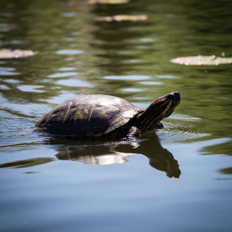 5 удивительных фактов о черепахах: