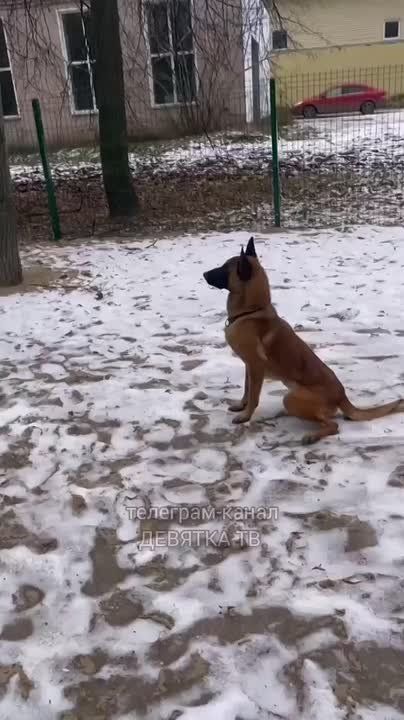 В парке имени Гагарина сегодня открыли первую в Первомайском районе зону для выгула собак