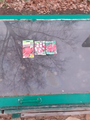 Огурцы на зиму: неожиданные методы посадки, которые стоит попробовать