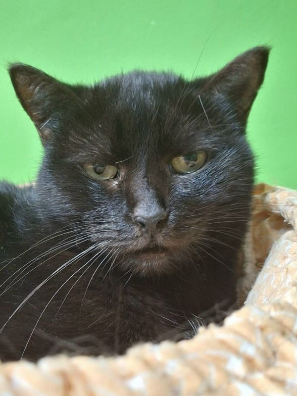 Кошка с необычной кличкой Штирлиц ищет дом