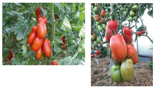 Томаты с удлиненной формой: Обзор популярных сортов