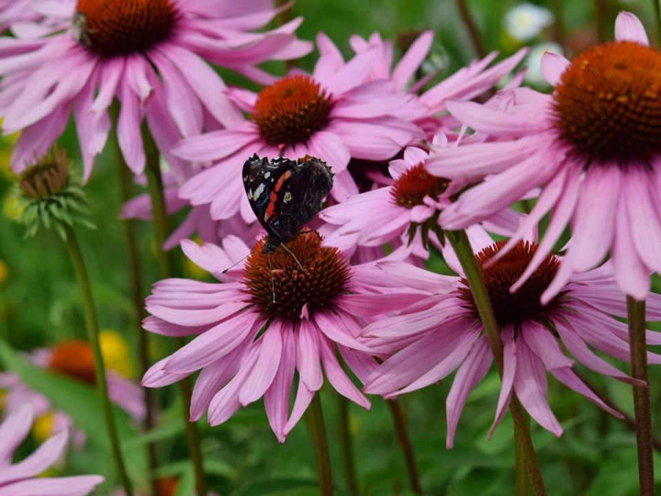 Как привлечь колибри и бабочек в осенний сад с помощью потрясающей индийской кисточки
