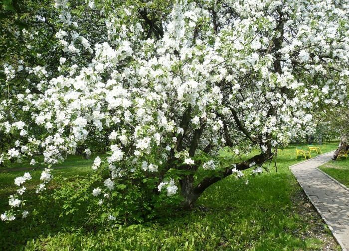 Секрет осенней подкормки: как получить обильный урожай яблок