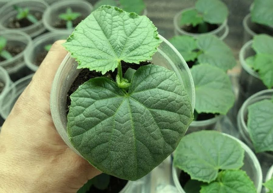 Создание идеальной почвосмеси для рассады: опыт успешных огородников