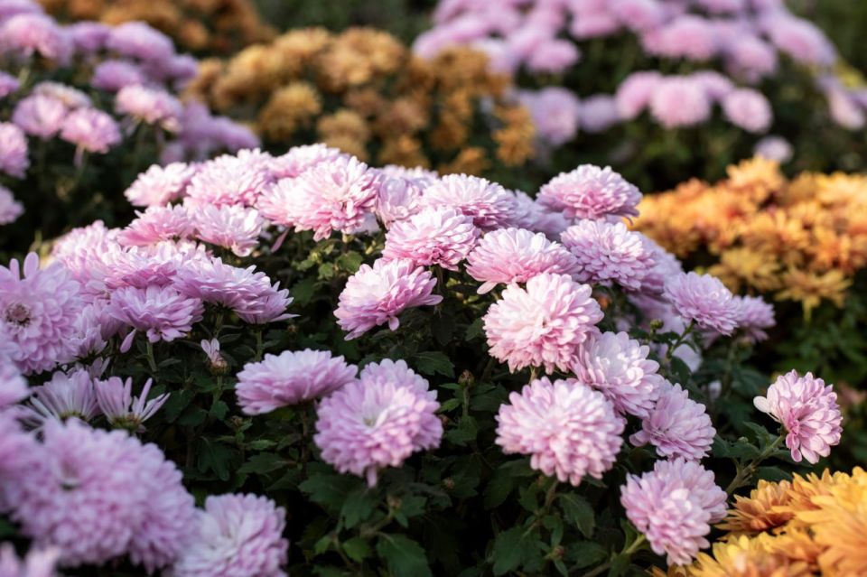 В Симферополе в декабре высадят около 40 тысяч цветов