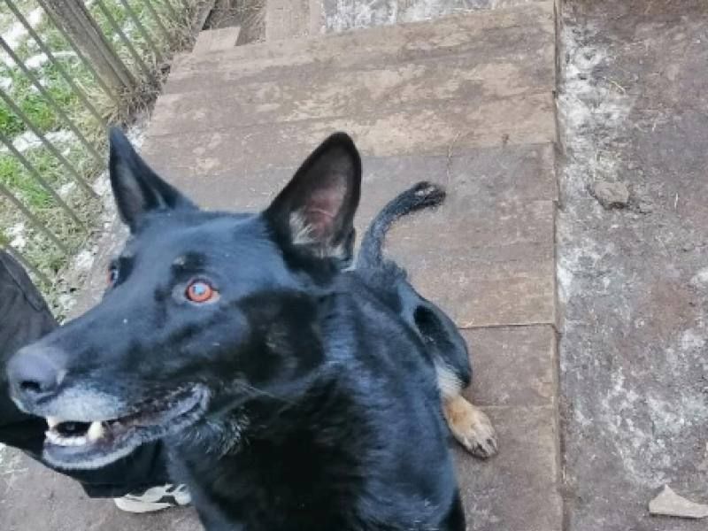 Кировская полиция ищет новых хозяев для служебных собак