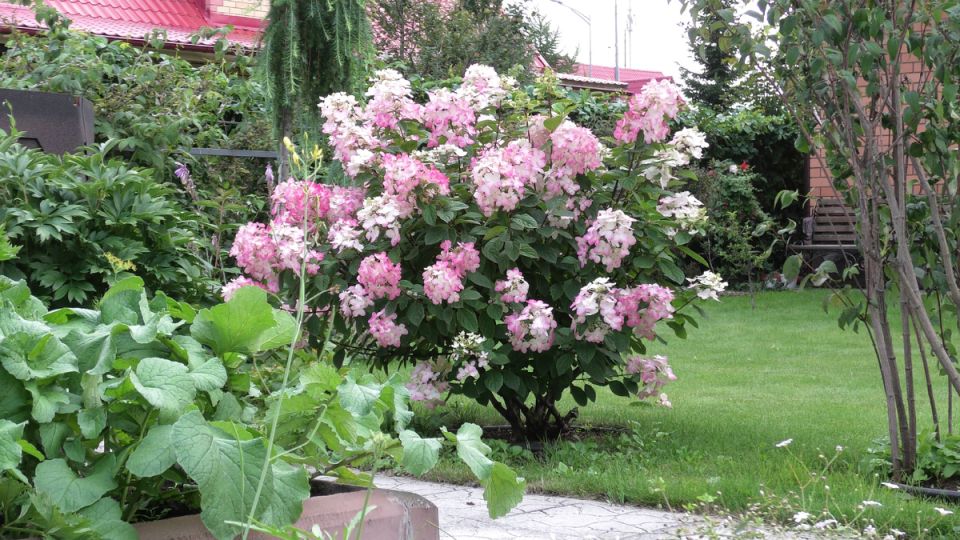 Как правильно обрезать древовидную гортензию: практическое руководство