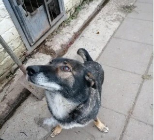 УМВД России по Кировской области в соответствии со ст. 14 Федерального закона от 27.12.2018 № 498-ФЗ «Об ответственном обращении с животными и о внесении изменений в отдельные законодательные акты Российской Федерации»...