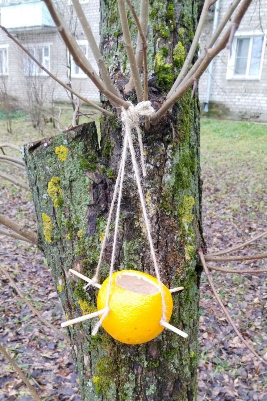 По Вятке идёт лёд, а на деревьях ...апельсины! Такими кормушками для птиц украсили добрые люди Нововятскую набережную