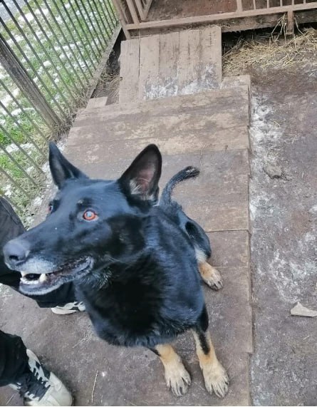 УМВД России по Кировской области в соответствии со ст. 14 Федерального закона от 27.12.2018 № 498-ФЗ «Об ответственном обращении с животными и о внесении изменений в отдельные законодательные акты Российской Федерации»... УМВД России по Кировской области в соответствии со ст. 14 Федерального закона от 27.12.2018 № 498-ФЗ «Об ответственном обращении с животными и о внесении изменений в отдельные законодательные акты Российской Федерации»...