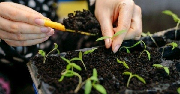 Как подобрать идеальную почву для крепкой рассады