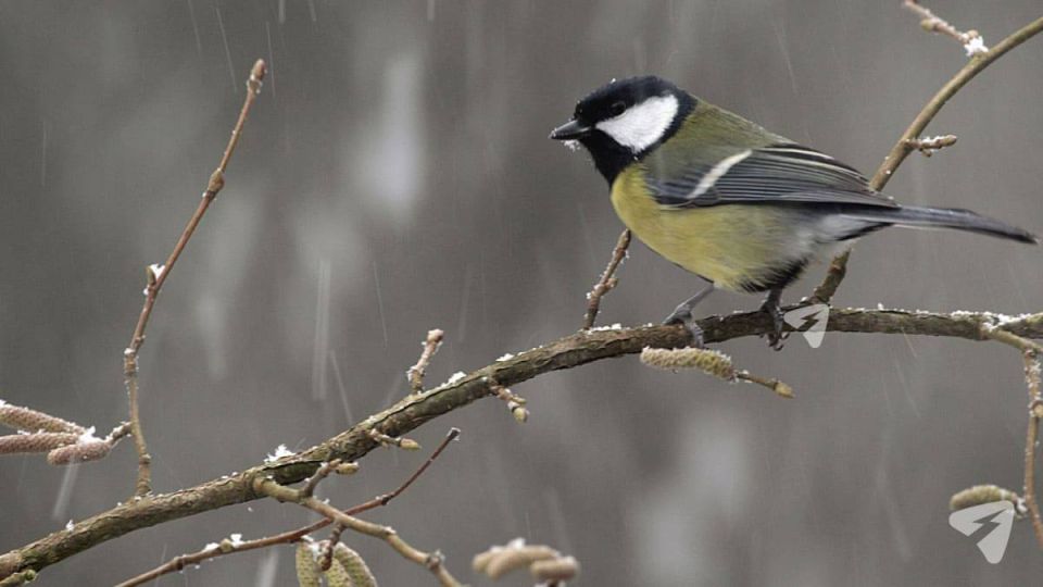 Осень прощается с Кировской областью теплой погодой