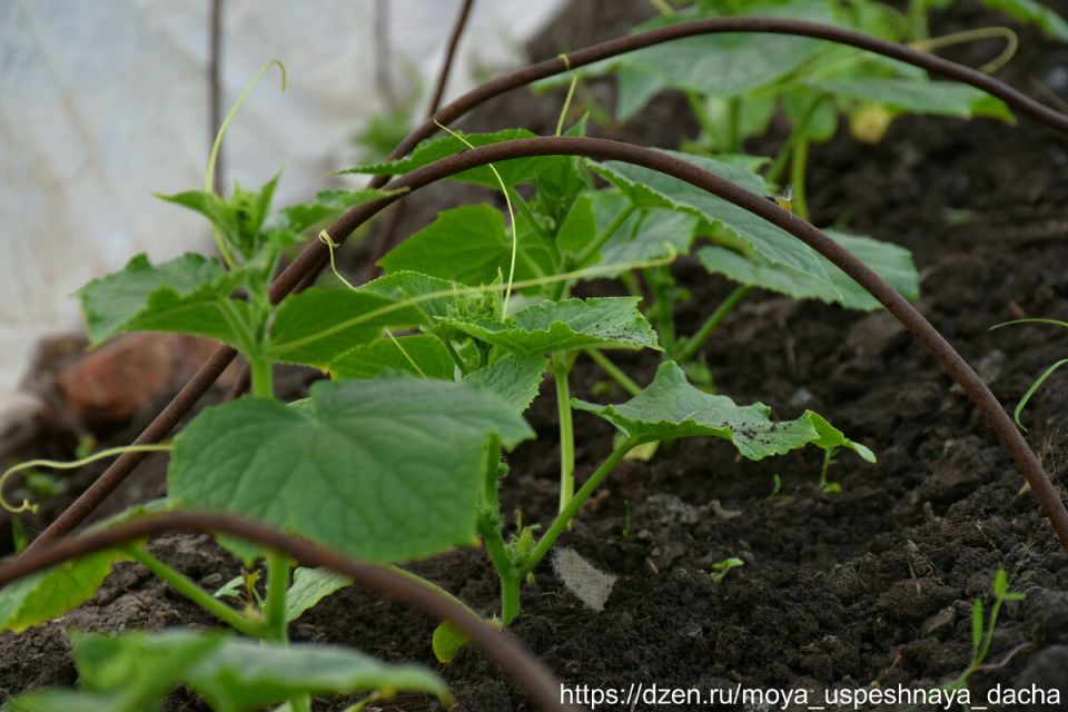 Секреты первой подкормки огурцов: как достичь высокого урожая