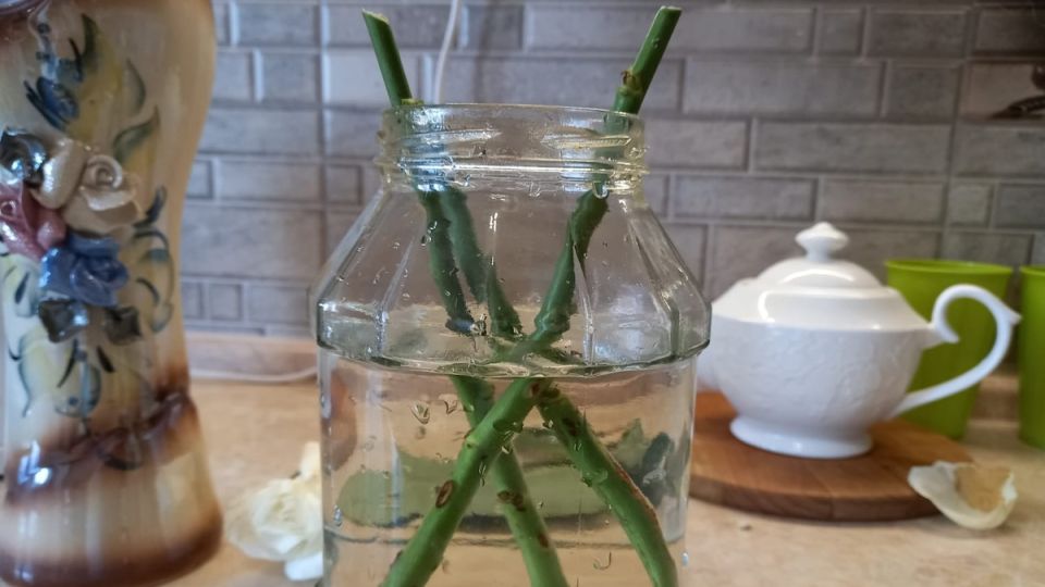 Не все корневые стимуляторы работают: результаты неожиданного эксперимента в ноябре